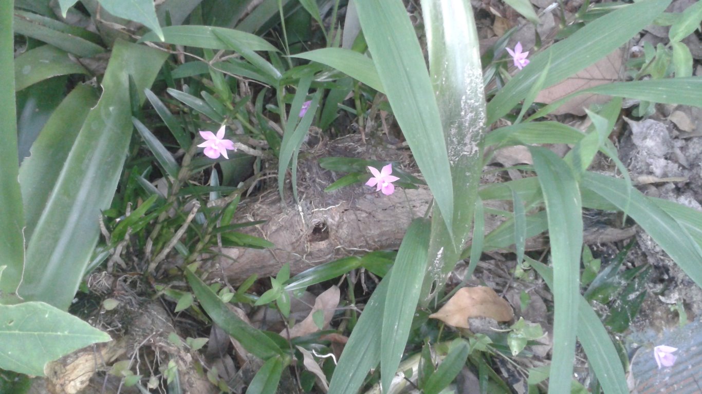 w002 Wild Orchid on the log. Circular Road, San Fernando, Trinidad, TT w002_2_Wild Orchid_On the log_circular road_san fernando_trinidad_TT_2013-11-06_tobagojo@gmail.com_16.31.45B